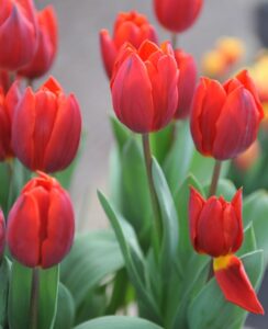 Tulip Couleur Cardinal