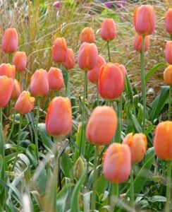 Tulip Dordogne