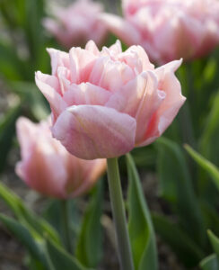 Tulip Dreamer