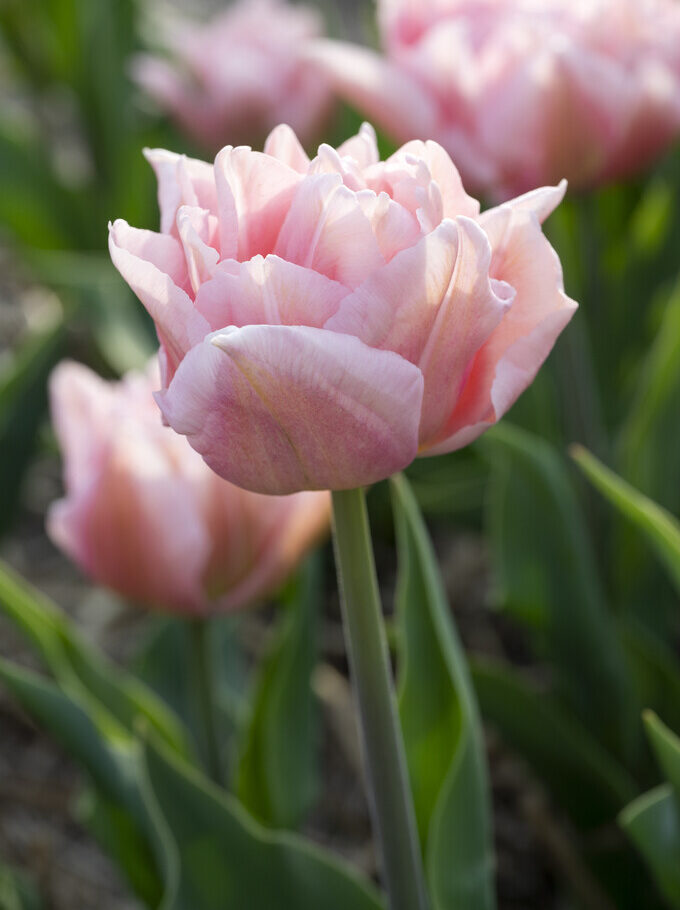 Tulip Dreamer