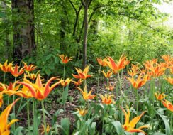 Tulip Fly Away .