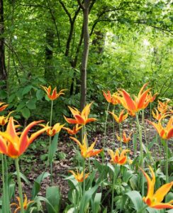 Tulip Fly Away .