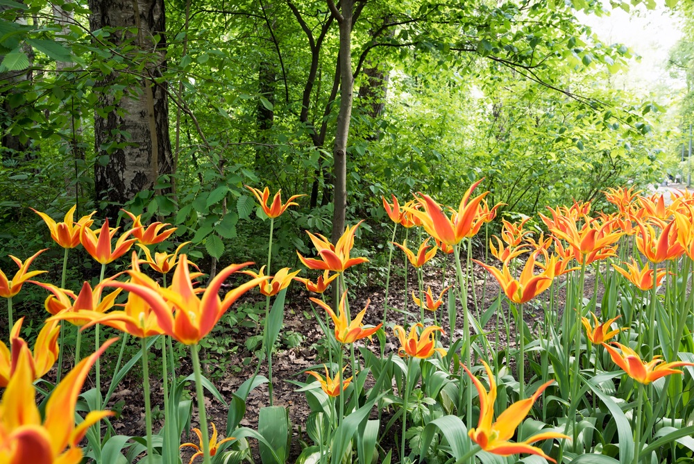 Tulip Fly Away .