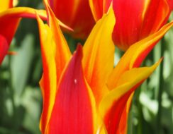 Tulip Fly Away