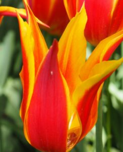Tulip Fly Away