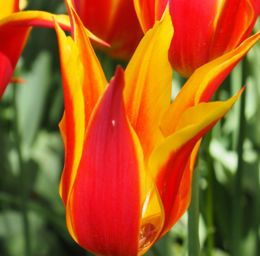 Tulip Fly Away