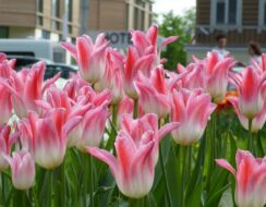 Tulip Holland Chic.