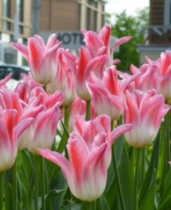 Tulip Holland Chic.