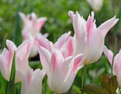 Tulip Holland Chic