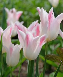 Tulip Holland Chic
