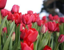 Tulip Ile de France.