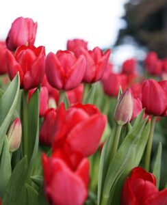Tulip Ile de France.