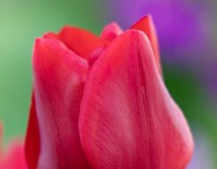 Tulip Île de France.