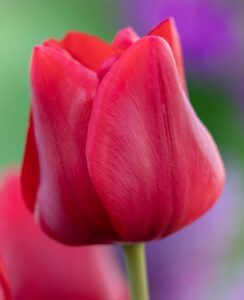 Tulip Île de France.