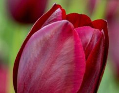 Tulip National Velvet
