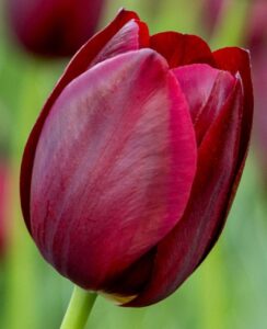 Tulip National Velvet