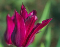 Tulip Purple Heart