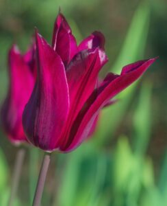 Tulip Purple Heart