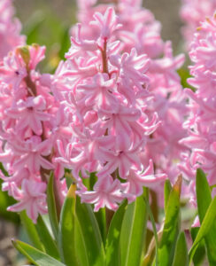 Hyacinth Fondant