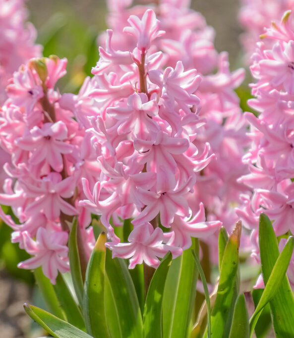Hyacinth Fondant