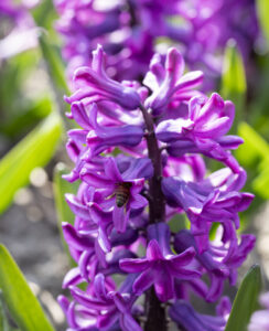 Hyacinth Miss Saigon