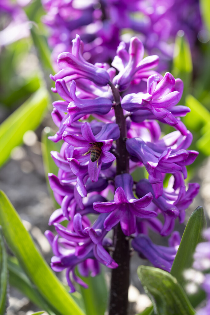 Hyacinth Miss Saigon