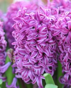 Hyacinth Purple Sensation